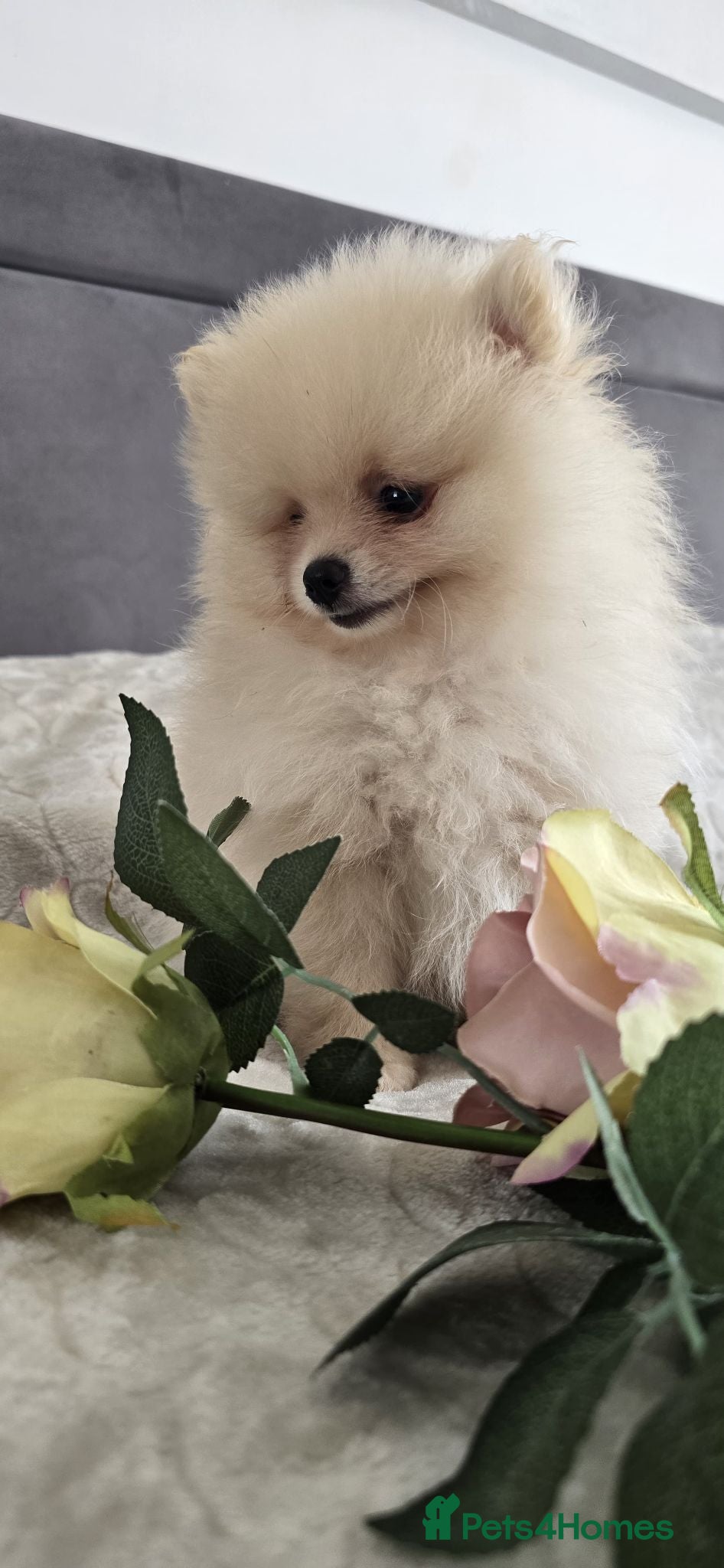 Pomeranian dogs Gorgeous KC Pomeranian Puppies, Boy & Girl Ready - Advert 2