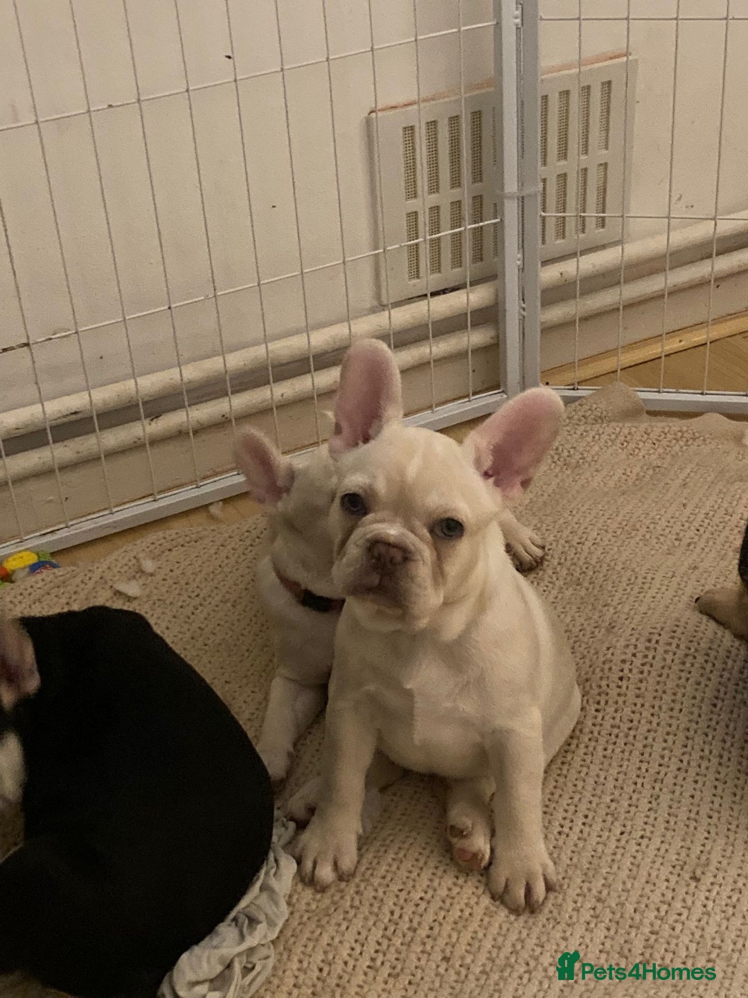 French Bulldog dogs for sale: 5 beautiful French bulldog puppies  - Advert 8
