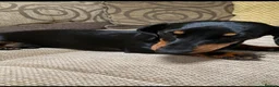 Miniature Dachshund dogs for stud: Miniature dachshund stud 18 champions in pedigree - Advert 19