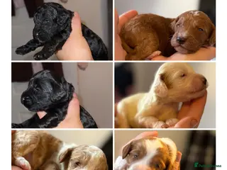 Cockapoo dogs Gorgeous F2 cockapoo puppies - Advert 3