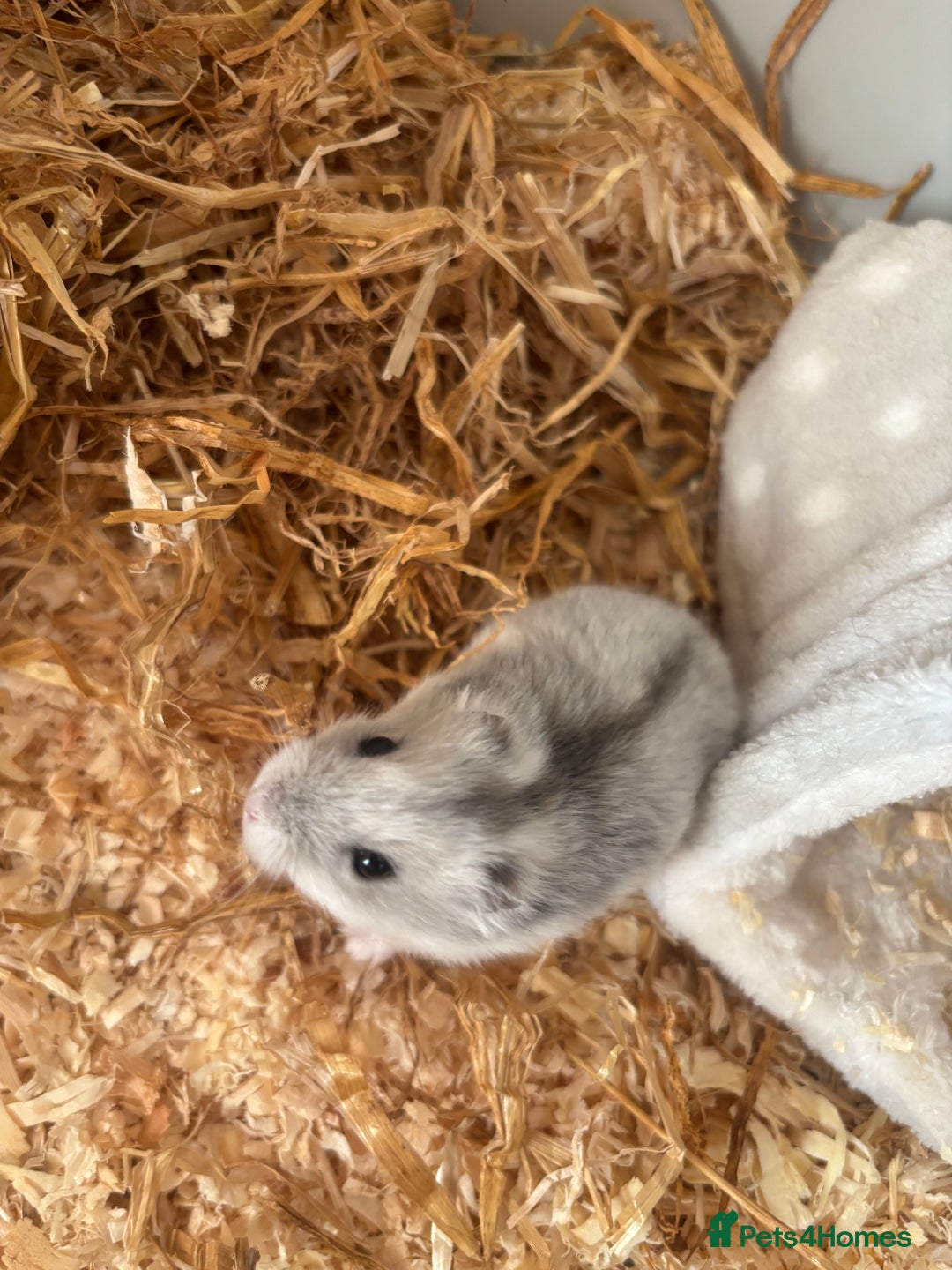 Hamster rodents for sale: Dwarf hamster  - Advert 2