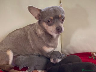 Chihuahua dogs CHIHUAHUA PUPPIES READY 27 December - Advert 3