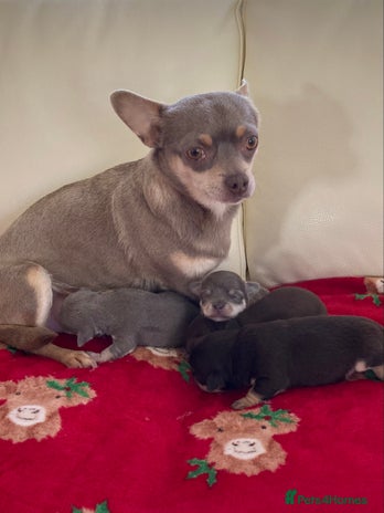 Chihuahua dogs CHIHUAHUA PUPPIES READY 27 December - Advert 2