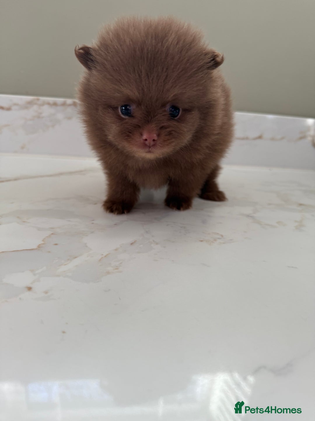 Pomeranian dogs for sale: Ready in 3 weeks! Two Beautiful teddy bear faces🐻 - Advert 3