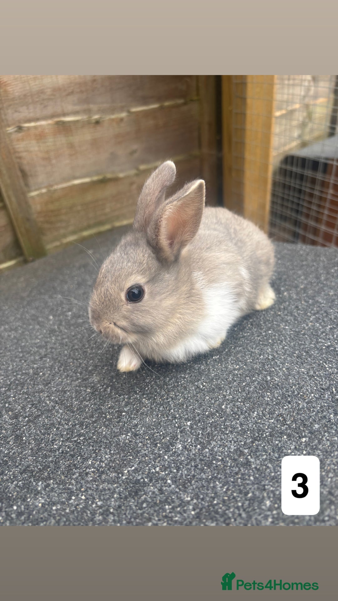Mixed Breed rabbits for sale: 3 gorgeous baby bunnies for sale  - Image 3