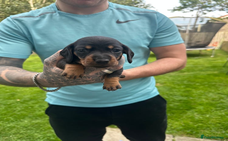 Miniature Dachshund dogs - Advert 2