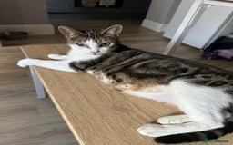 Domestic Shorthair cats for sale: beautiful tabby and black and white kittens - Image 3