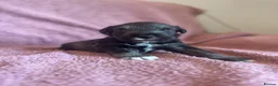 Miniature Schnauzer dogs for sale: Miniature schnauzer puppies  - Advert 7