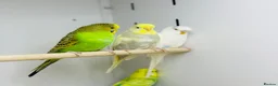 Budgerigars birds for sale: Baby budgies  - Advert 11
