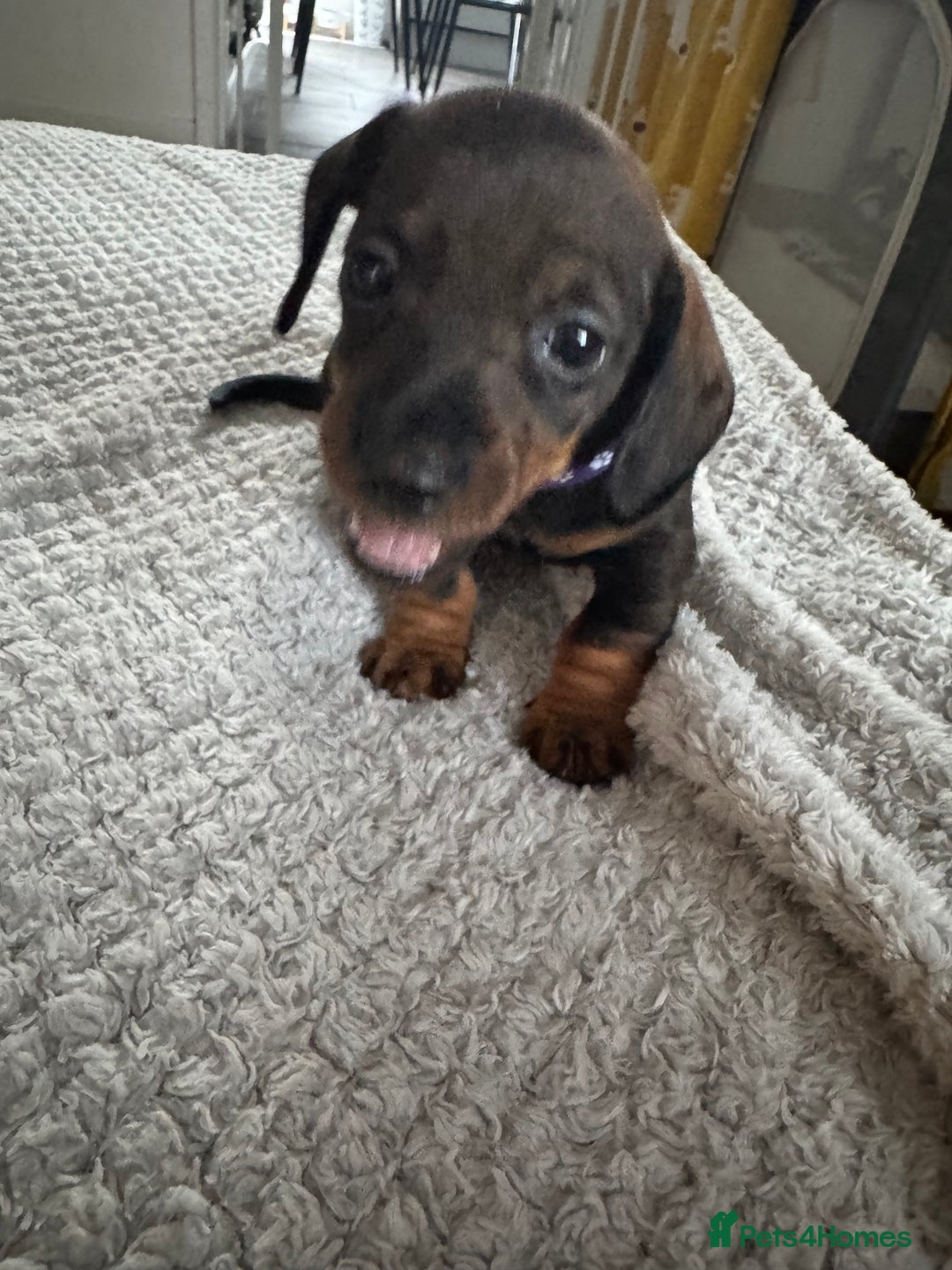 Dachshund dogs for sale: 8 dachshund puppies  - Image 36