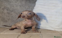 Miniature Dachshund dogs for sale: Miniature dachshund puppies  - Image 12