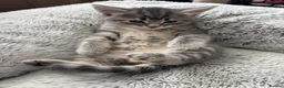 Mixed Breed cats for sale: Adorable fluffy kittens  in Ipswich - Advert 9