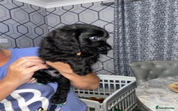Cocker Spaniel dogs for sale: 5 th Generation Cocker Spaniel Pups/Ready to leave - Image 13