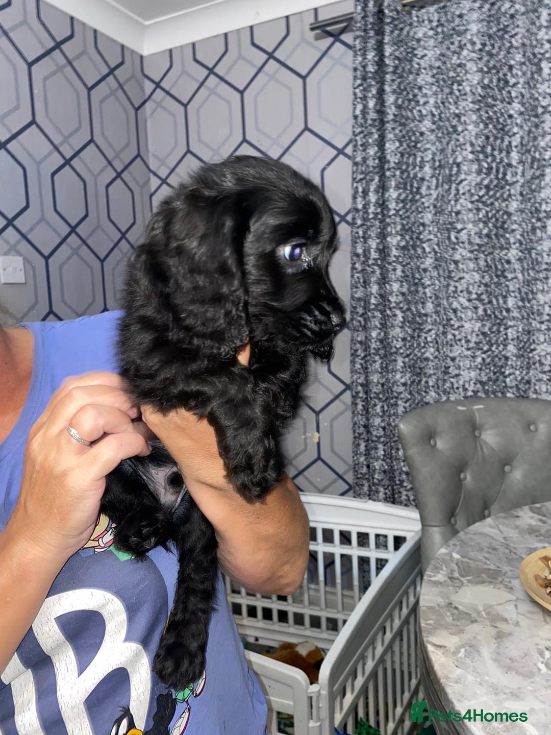 Cocker Spaniel dogs for sale: 5 th Generation Cocker Spaniel Pups/Ready to leave - Image 13