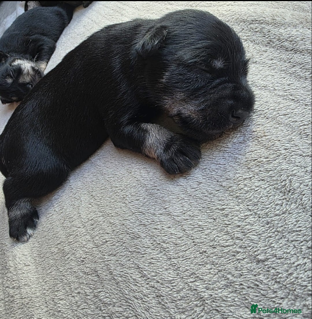 Miniature Schnauzer dogs for sale: Outstanding Miniature Schnauzer puppies - Advert 16