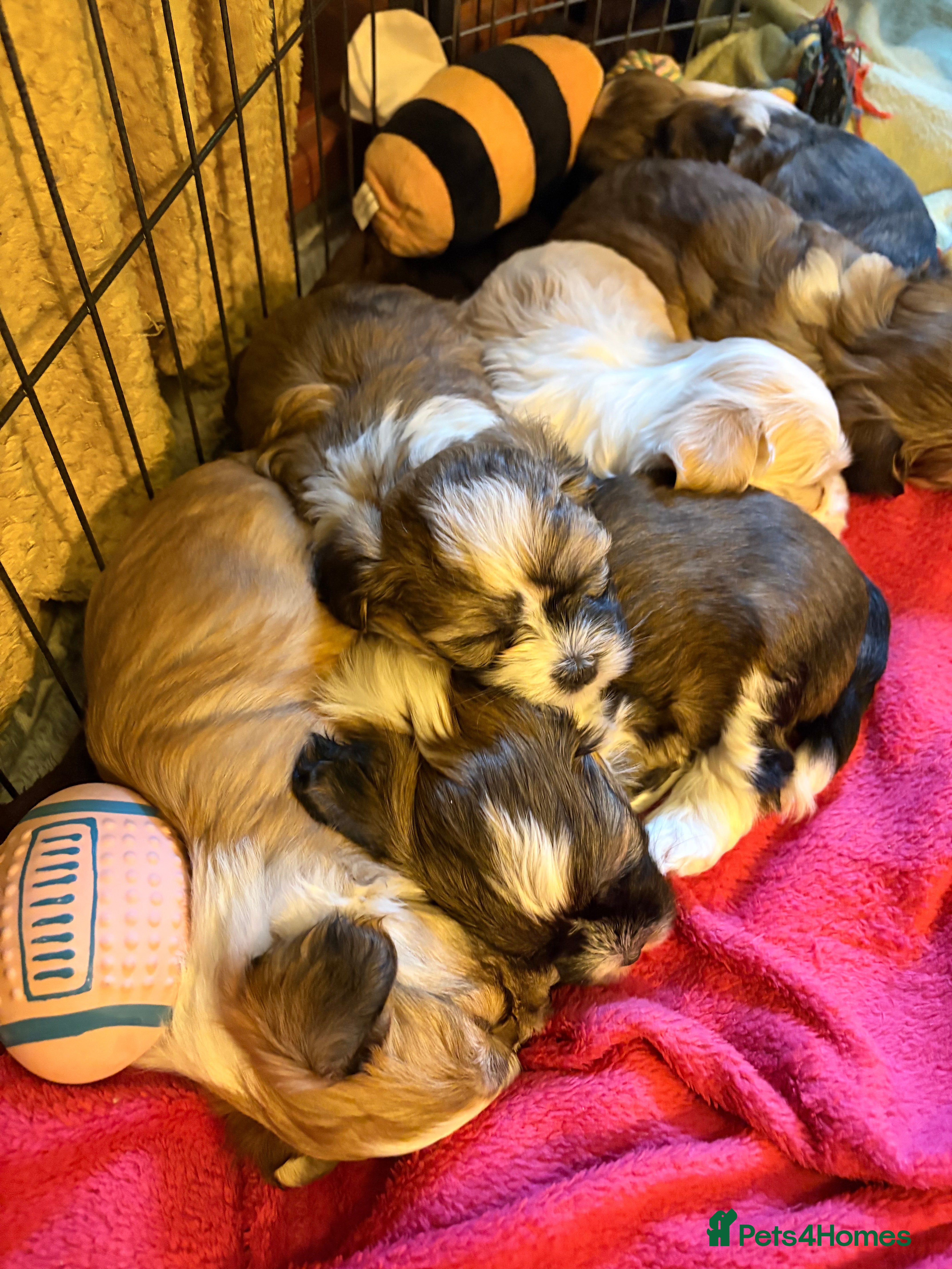 Havanese dogs Gorgeous Havanese Puppies  - Advert 1