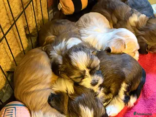 Havanese dogs Gorgeous Havanese Puppies - Advert 1