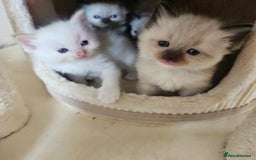 Ragdoll cats for sale: 7 beautiful fluffy Ragdoll cats.  - Image 40