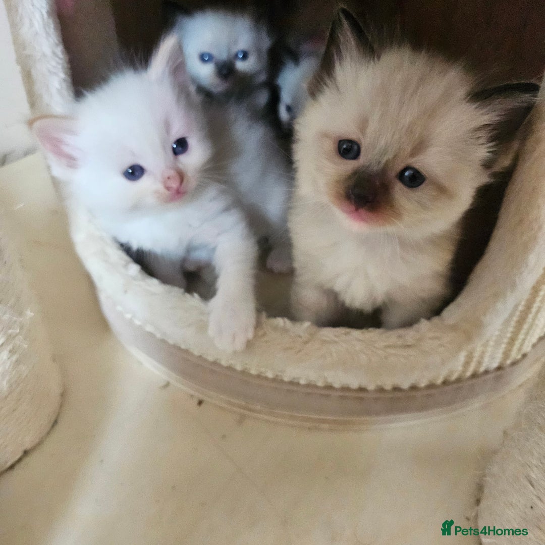 Ragdoll cats for sale: 7 beautiful fluffy Ragdoll cats.  - Image 40
