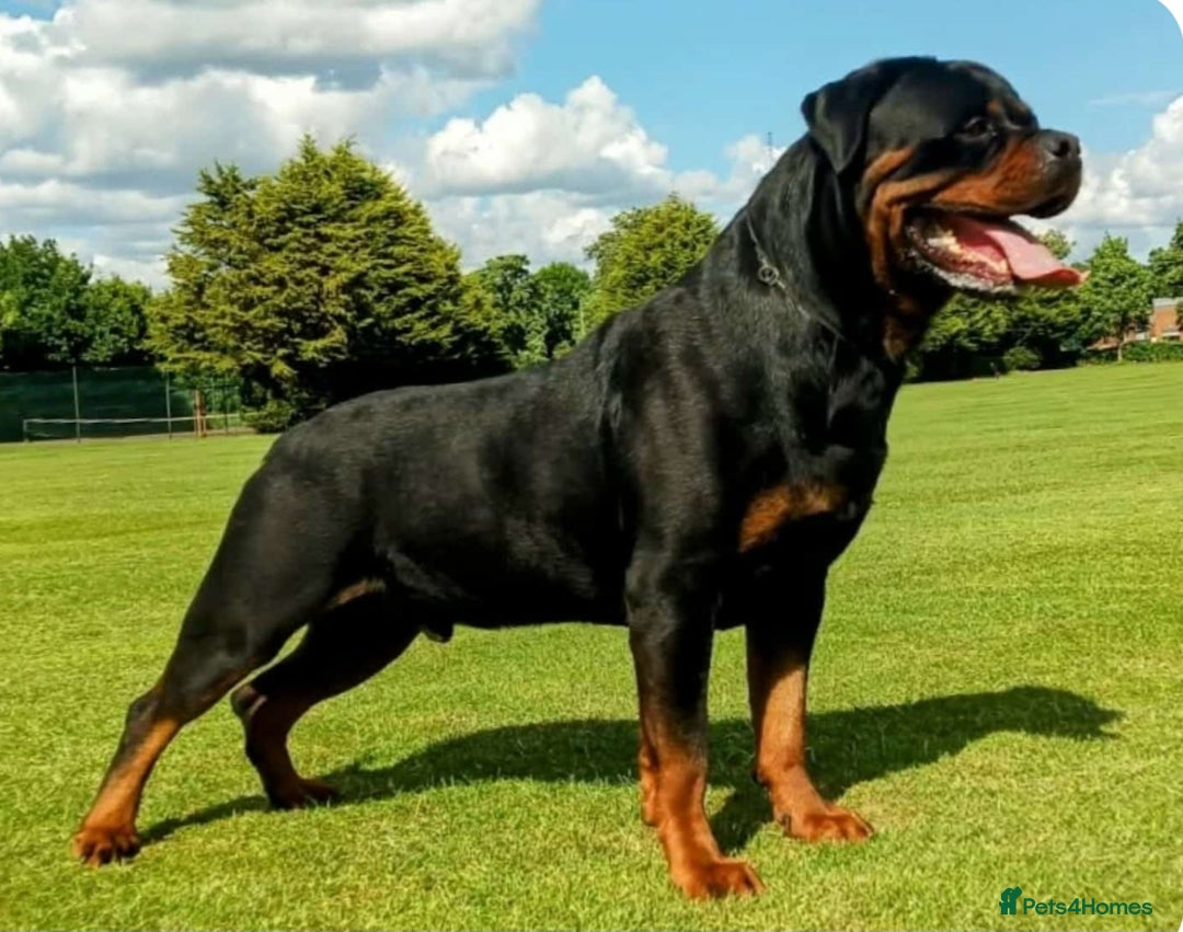 Rottweiler dogs for sale: MASSIVE ROTTWEILER PUPPIES  - Advert 12