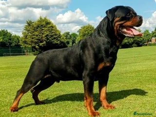 Rottweiler dogs MASSIVE ROTTWEILER PUPPY - Advert 1