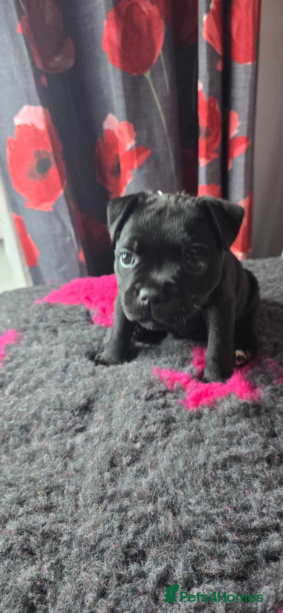 Staffordshire Bull Terrier dogs for sale: Champion bloodlines kc stafford  pups  - Advert 14