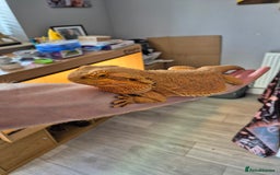 Bearded Dragon reptiles for sale: Trans Red Bearded Dragon - Image 3