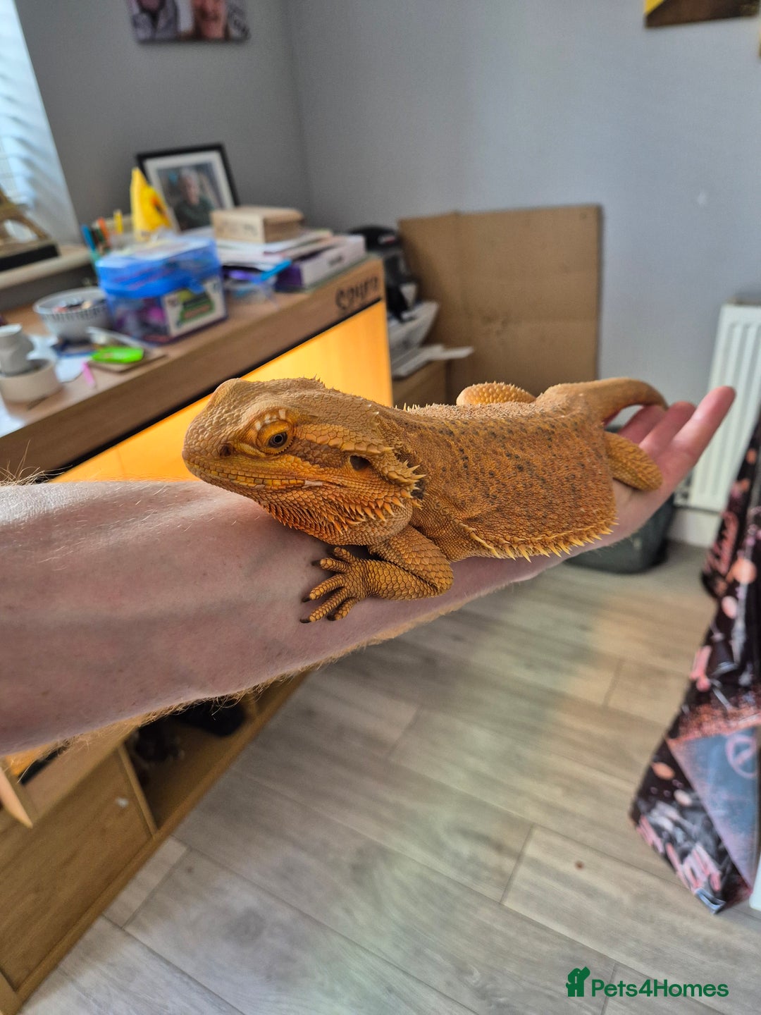 Bearded Dragon reptiles for sale: Trans Red Bearded Dragon - Image 3