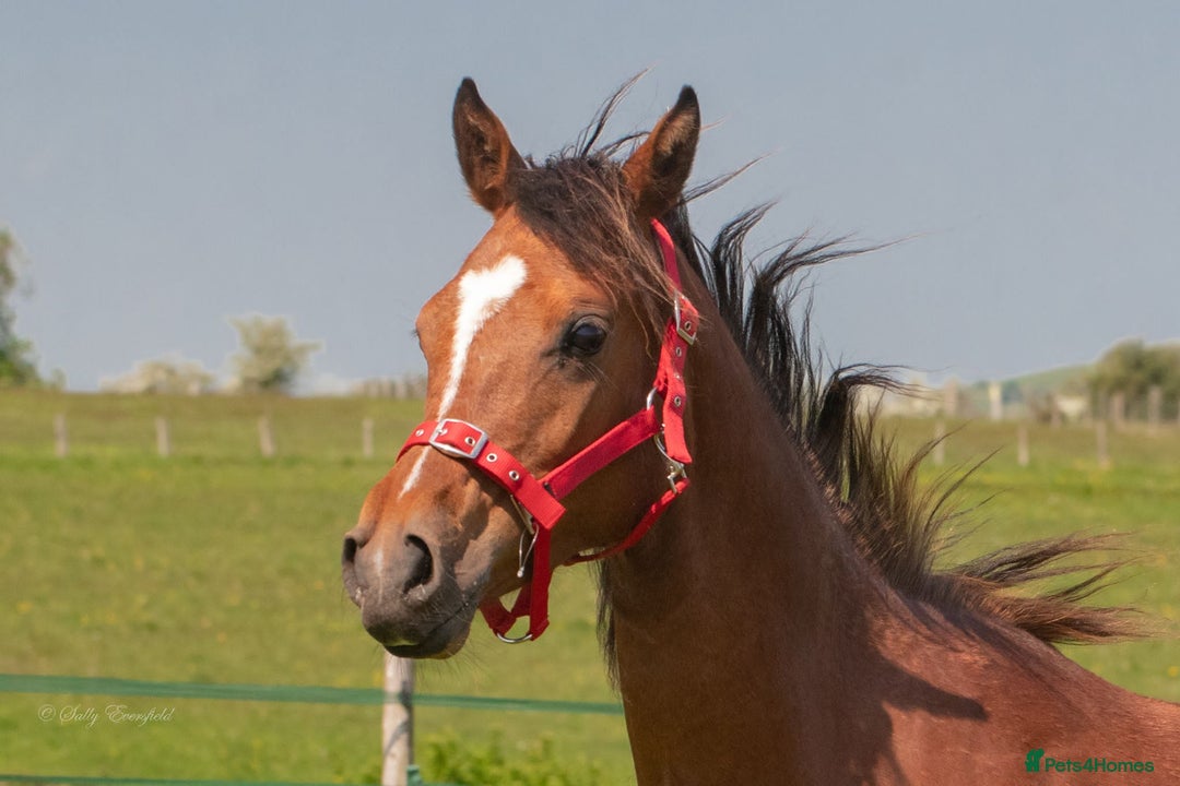 Arabian horse horses for sale: Chamola - Image 4
