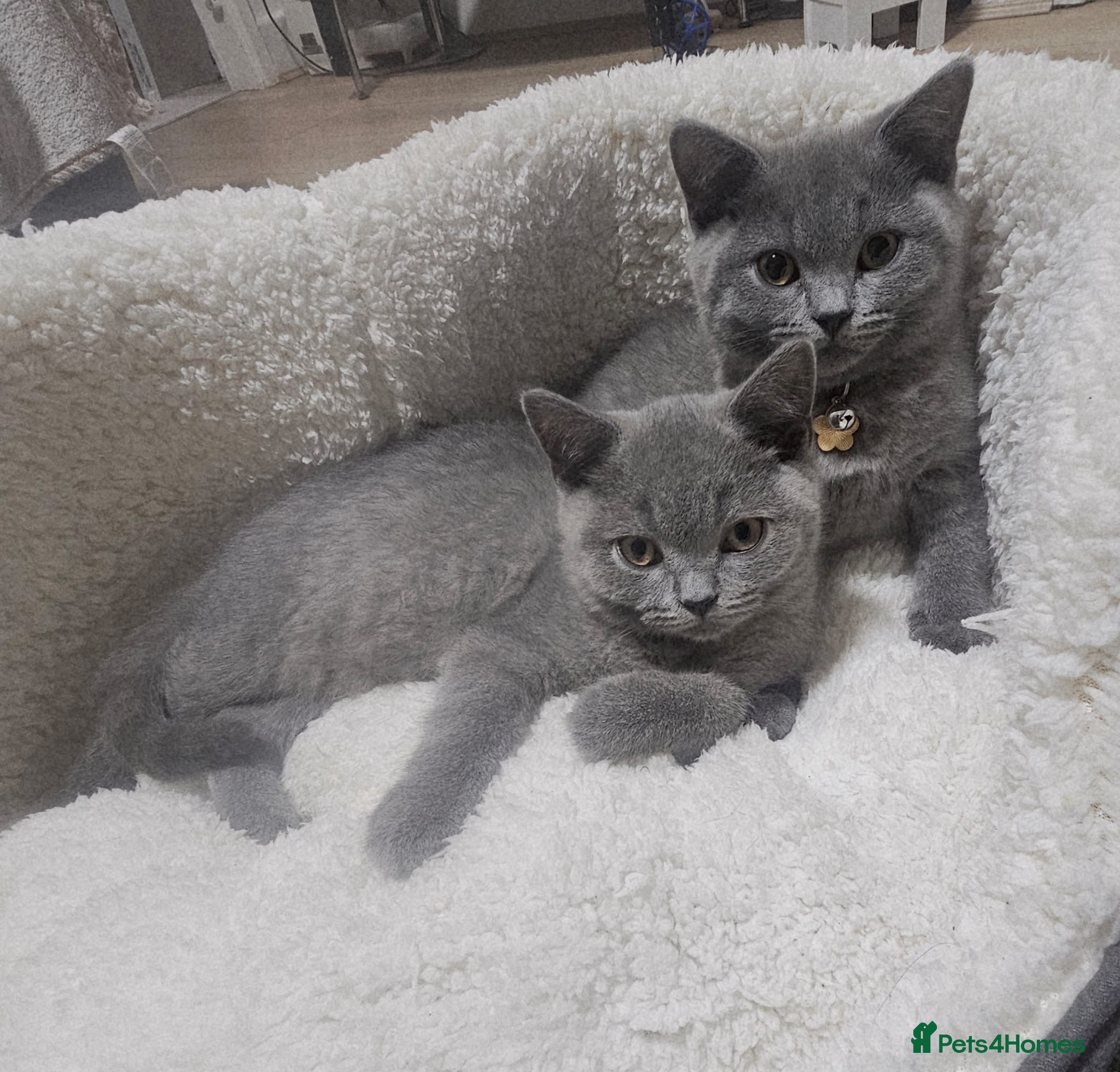 British Shorthair cats 2 male shorthair kittens  - Advert 1