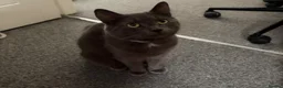 Mixed Breed cats for sale:  4 beautiful loving Russian blue cross Kittens  in Derby - Advert 6