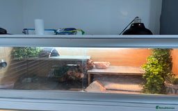 Bearded Dragon reptiles for sale: Boy Bearded dragon 2 years and full set up - Image 2
