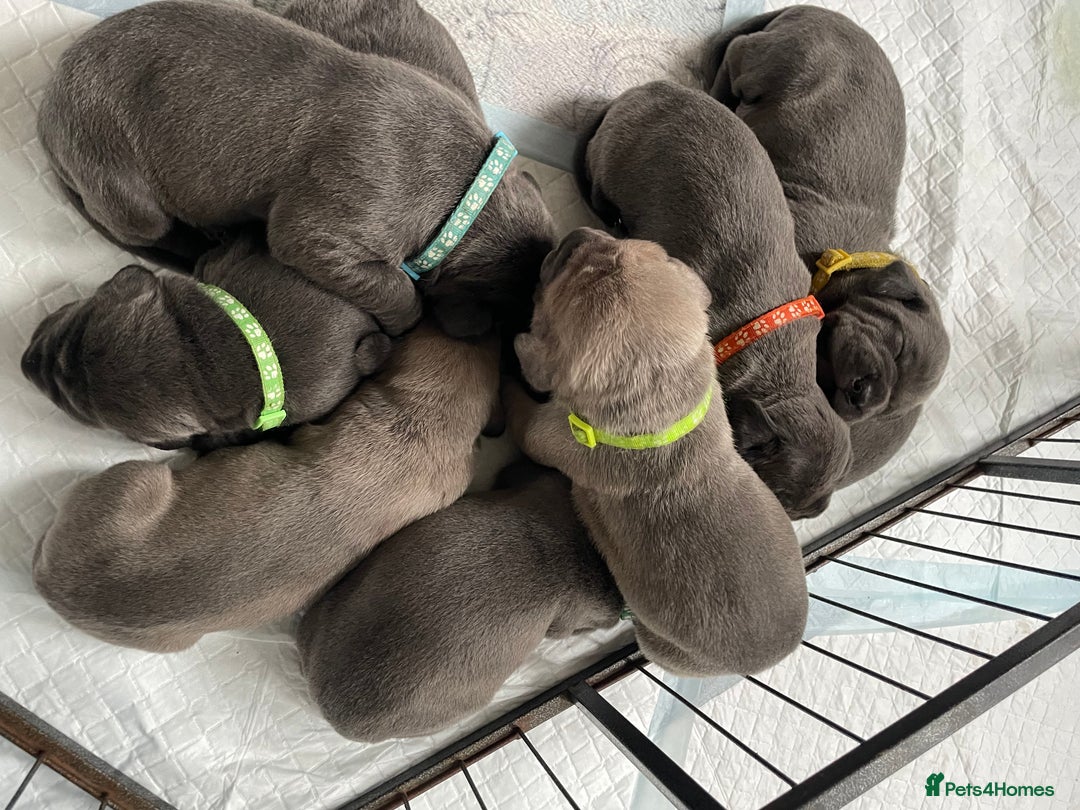Cane Corso dogs for sale: CANE CORSO TOP QUALITY STRAJANO BLOODLINE FERMINTO - Advert 13