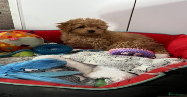 Cavapoo dogs - Advert 14