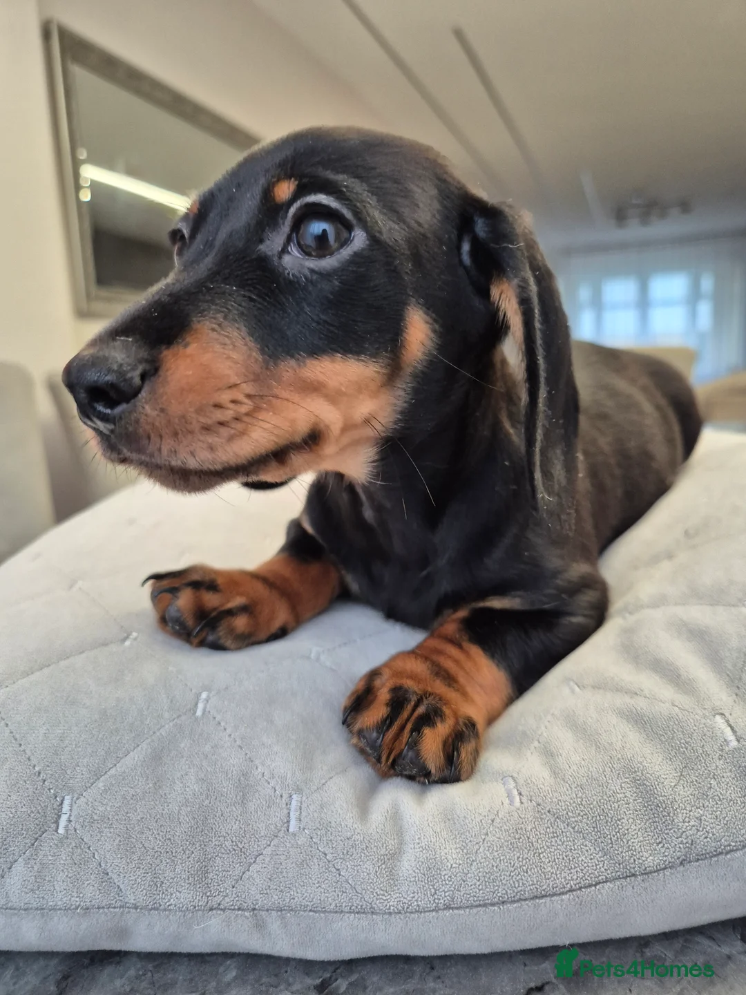 Dachshund dogs for sale: 💙 Miniature Dachshund Boy!💙 - Advert 25