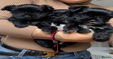 Yorkshire Terrier dogs - Advert 14