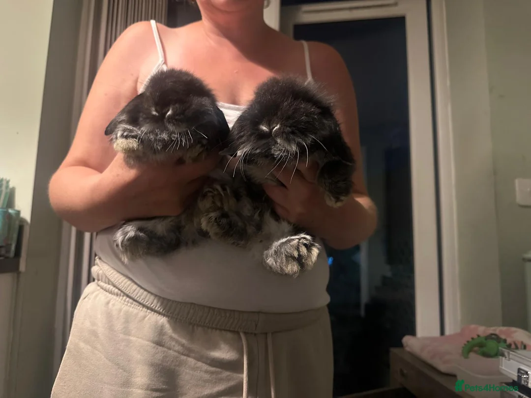 Mixed Breed rabbits for sale: Baby rabbits  - Advert 2