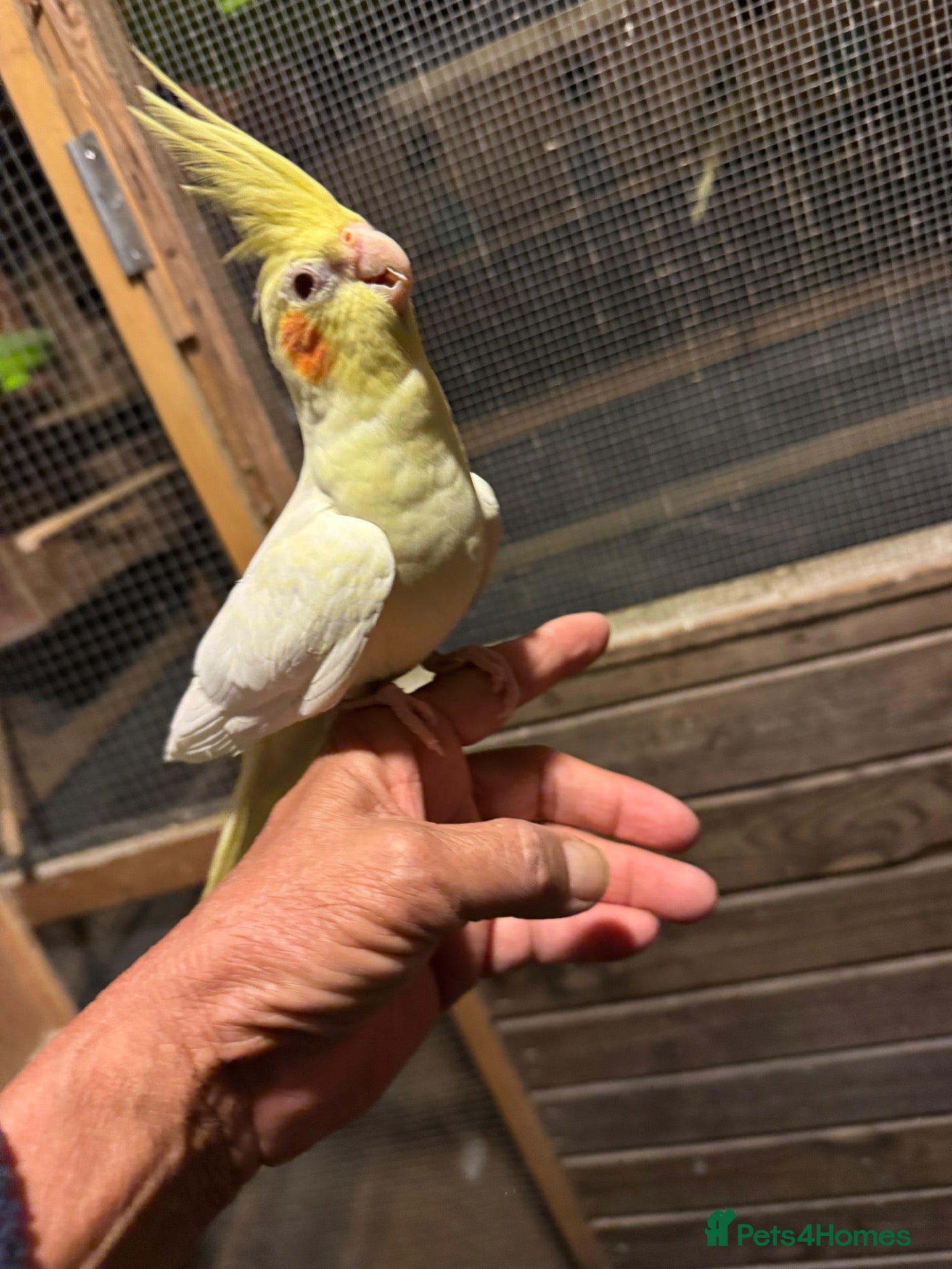 Cockatiels birds Cocktail and Budgies for sale - Advert 13