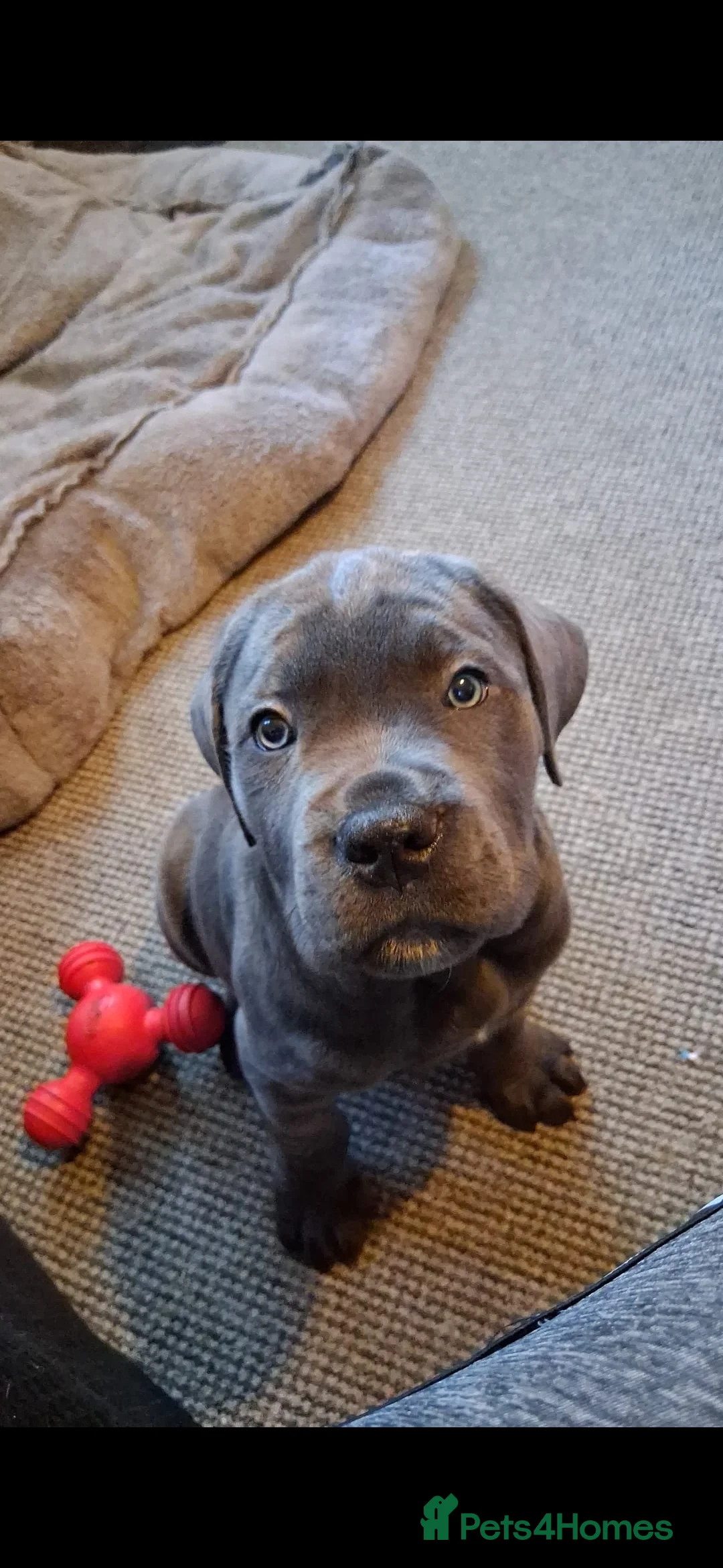 Cane Corso dogs for sale: Pure bred blue cane corso puppies for sale  - Advert 7