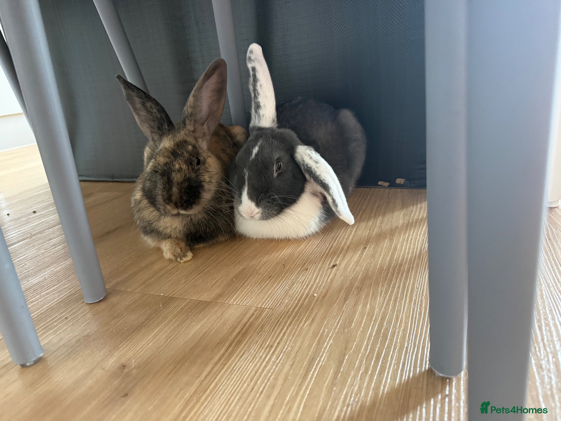 Mixed Breed rabbits 2 Male rabbits  - Advert 1