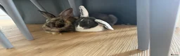 Mixed Breed rabbits for sale: 2 Male rabbits  in Edinburgh - Advert 1