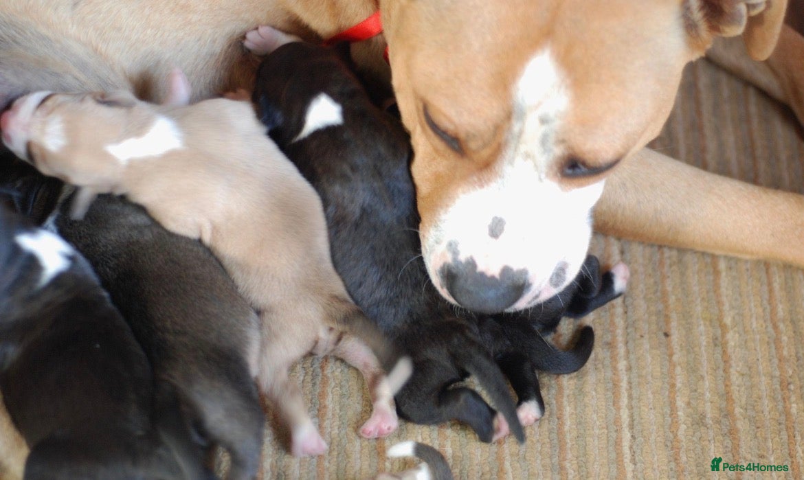 Mixed Breed dogs Staffordshire bull terrier x American bulldog pups - Advert 1