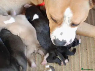 Mixed Breed dogs Staffordshire bull terrier x American bulldog pups - Advert 1