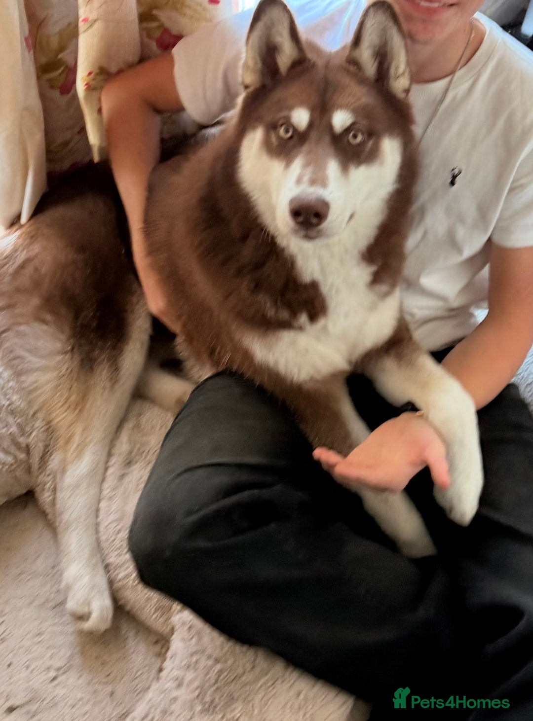 Siberian Husky dogs for sale: Brown Siberian Husky - Advert 10