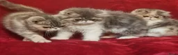 Exotic cats for sale: Stunning exotic/persian kittens - Advert 1