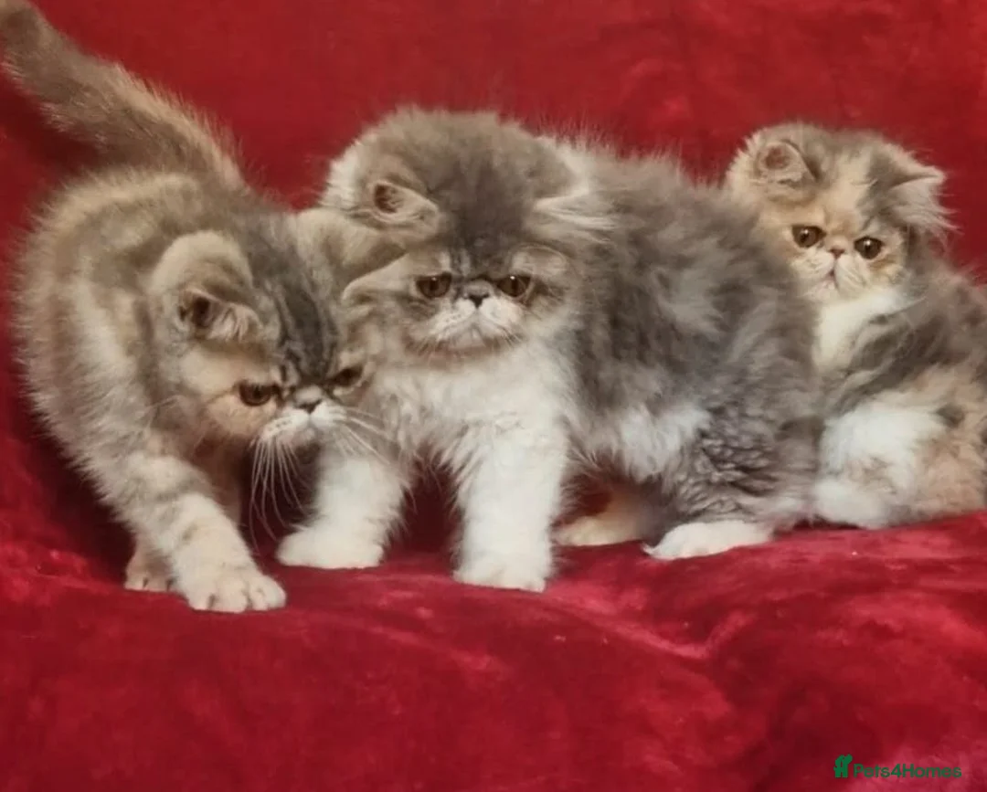 Exotic cats for sale: Stunning exotic/persian kittens - Advert 1