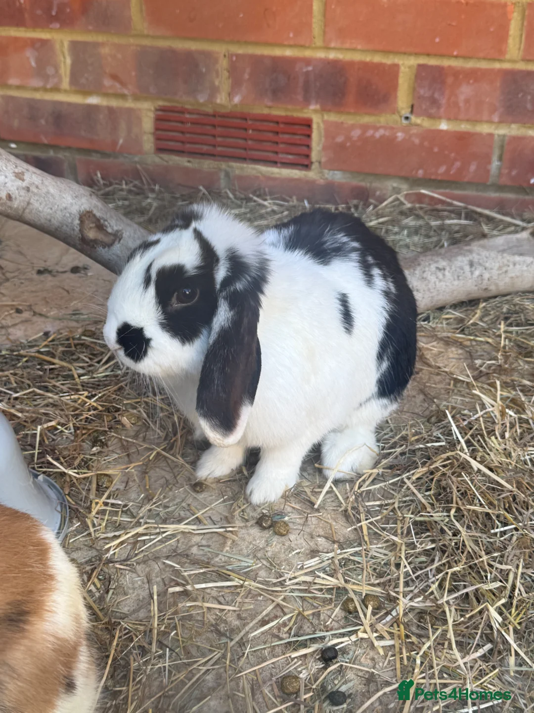 Mixed Breed rabbits for sale: Rabbits for sale  in Whitstable - Advert 1