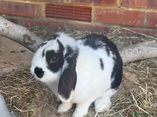 Mixed Breed rabbits Rabbits for sale - Advert 6