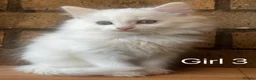 Turkish Angora cats for sale: Kittens available for loving homes - Advert 3