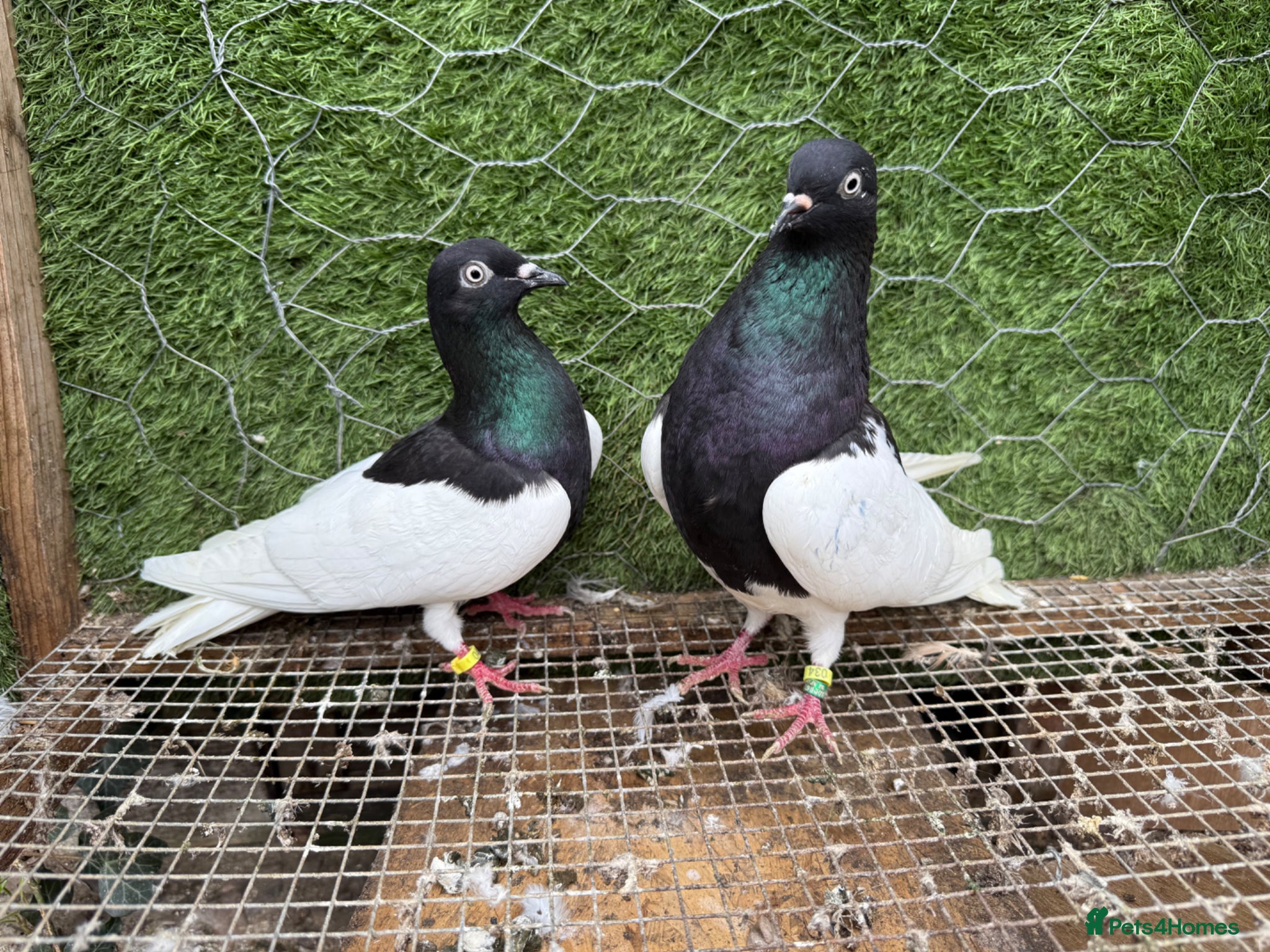 Pigeons birds Strong Breeding Pigeon Pairs – £70 Per Pair - Advert 1